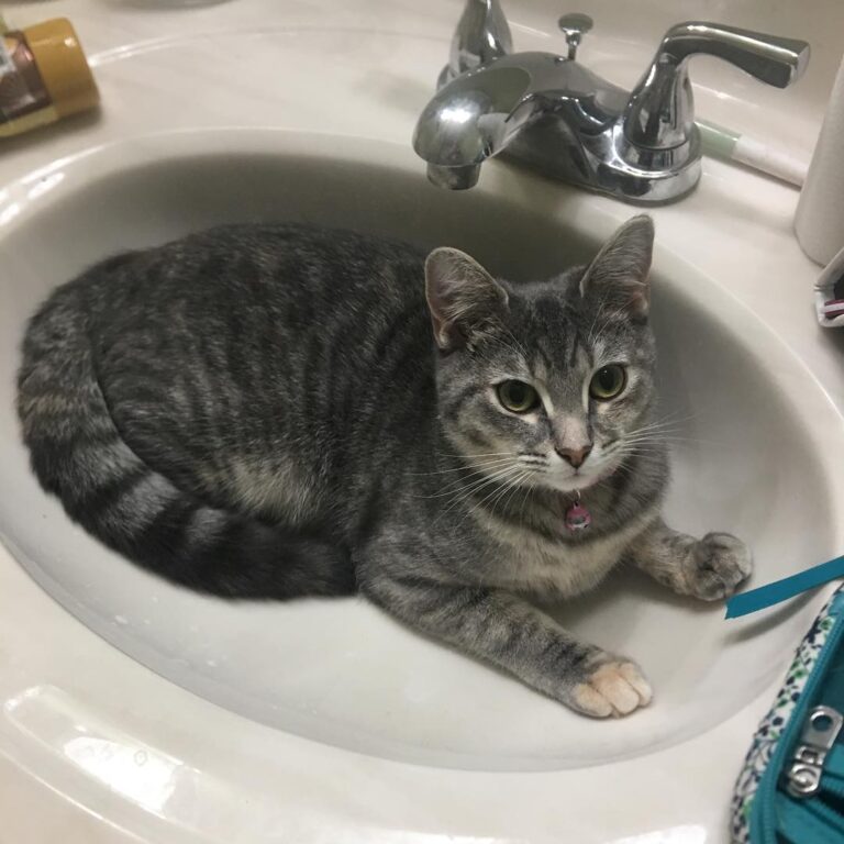 Rub a dub dub, one kitty in a….sink? • • •