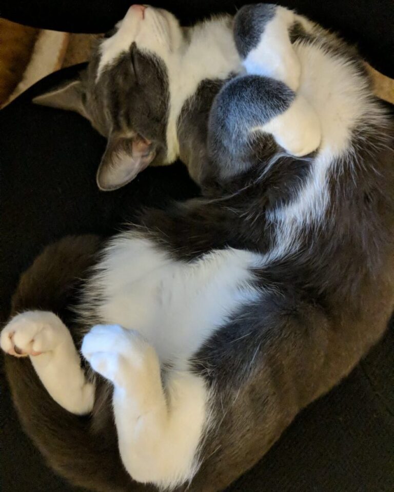 Saturday’s are for snoozin… . . .