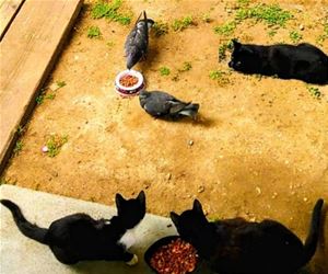 FunnyCatSite