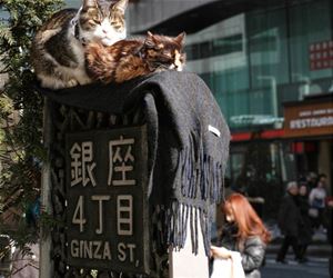 FunnyCatSite