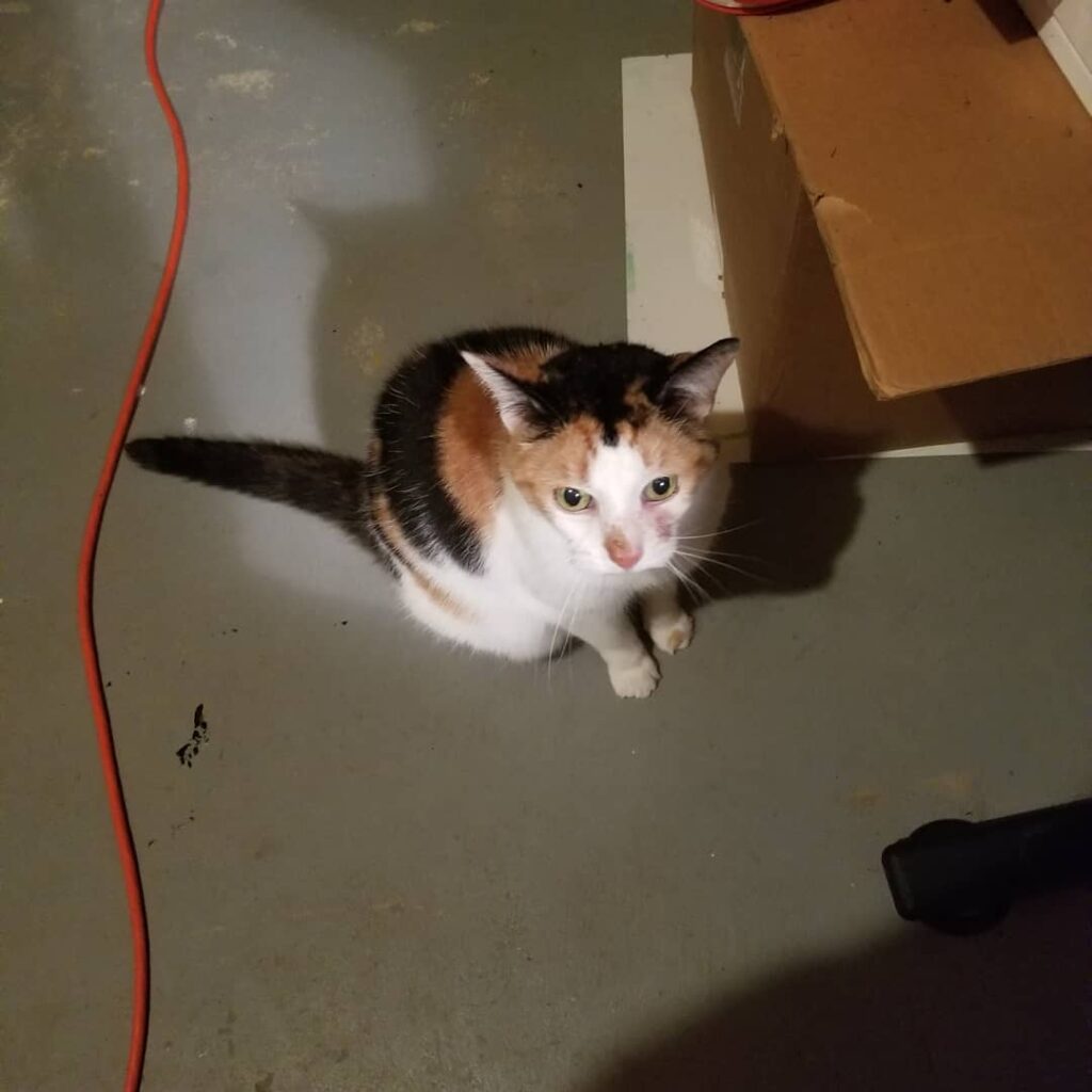 She followed me to the basement!