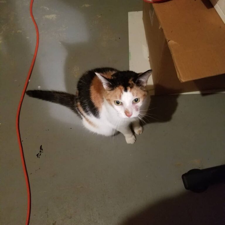 She followed me to the basement!