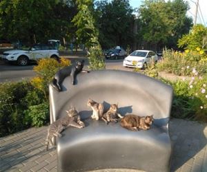 FunnyCatSite