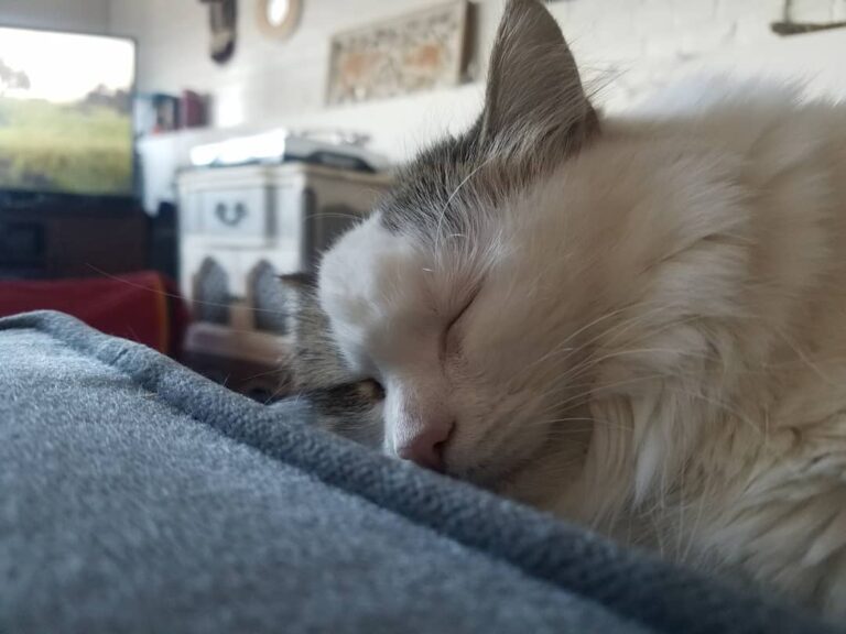 Sleeping the Caturday away