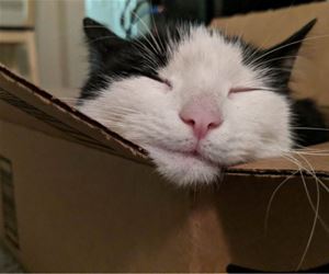 FunnyCatSite