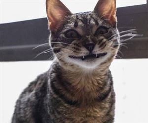 FunnyCatSite