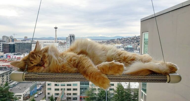 Snoozing on a Saturday