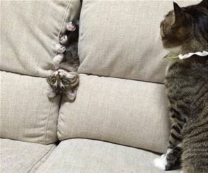 FunnyCatSite
