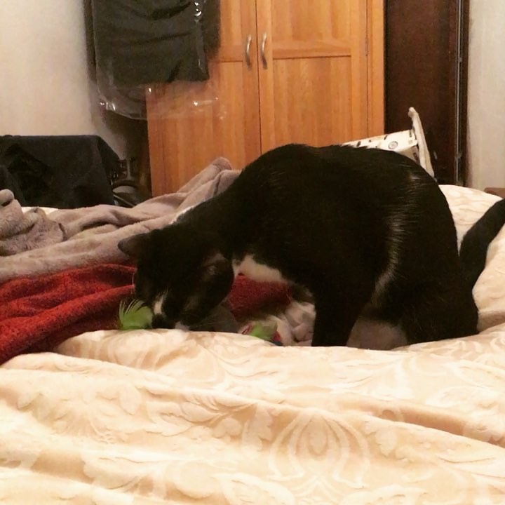 T.Rex likes his new toy