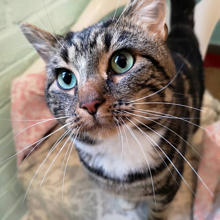 Teddy is an extremely handsome, friendly boy and is up for adoption.
