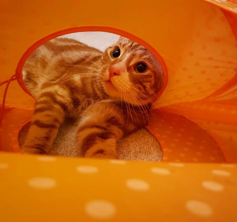 Tent based fun for the little man. #