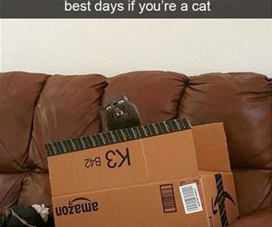 FunnyCatSite