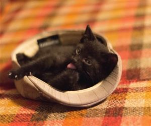 FunnyCatSite