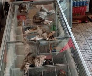 FunnyCatSite
