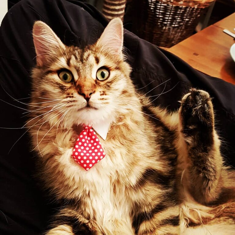 Today I went for a cute cat interview. Do you think I’ll get the job?