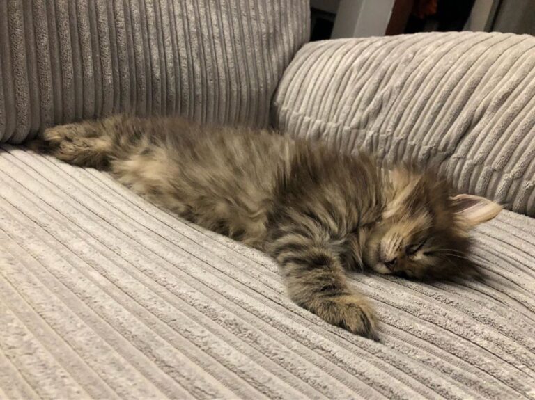 Toulouse has had a hard Saturday