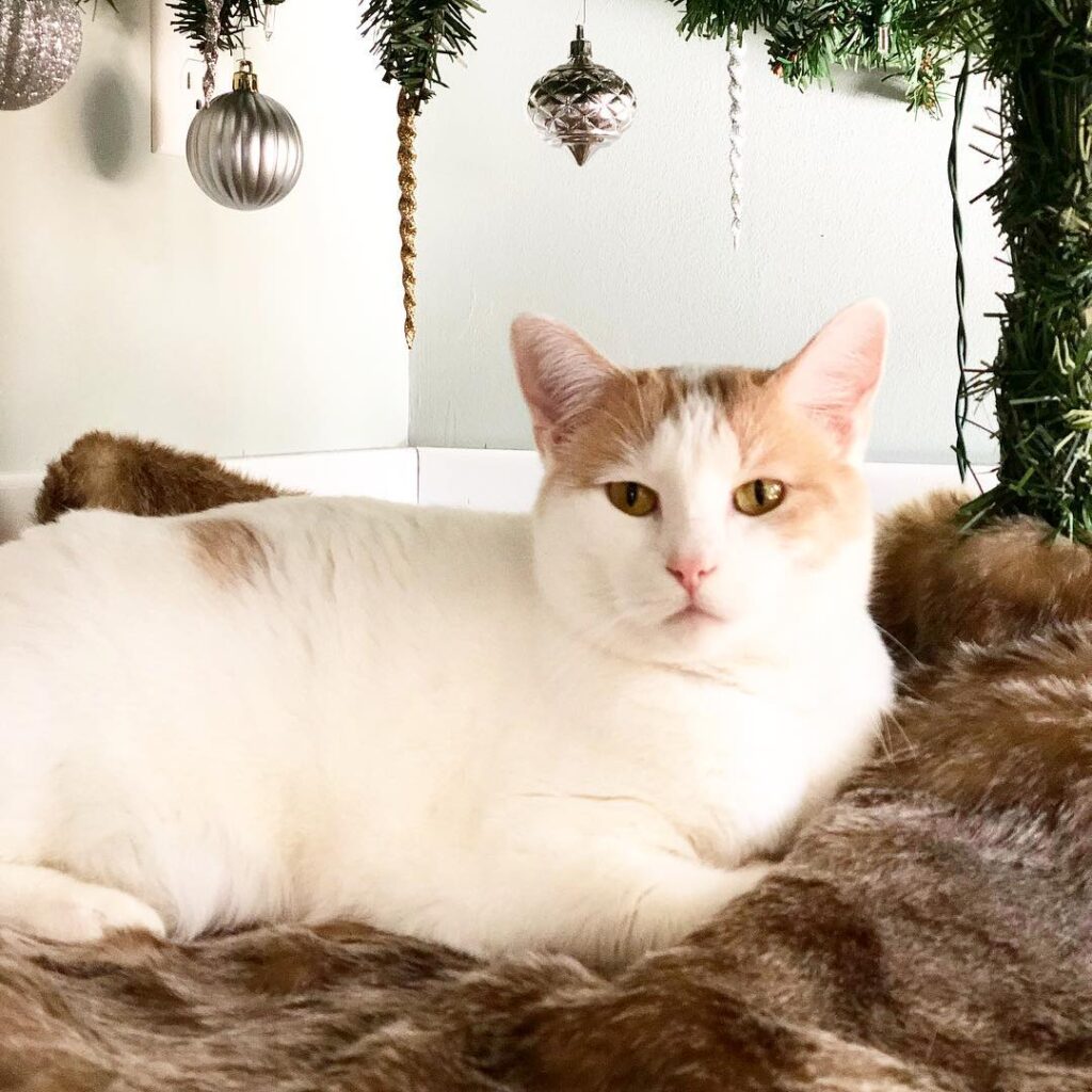 V enjoying the tree, while it is still up!