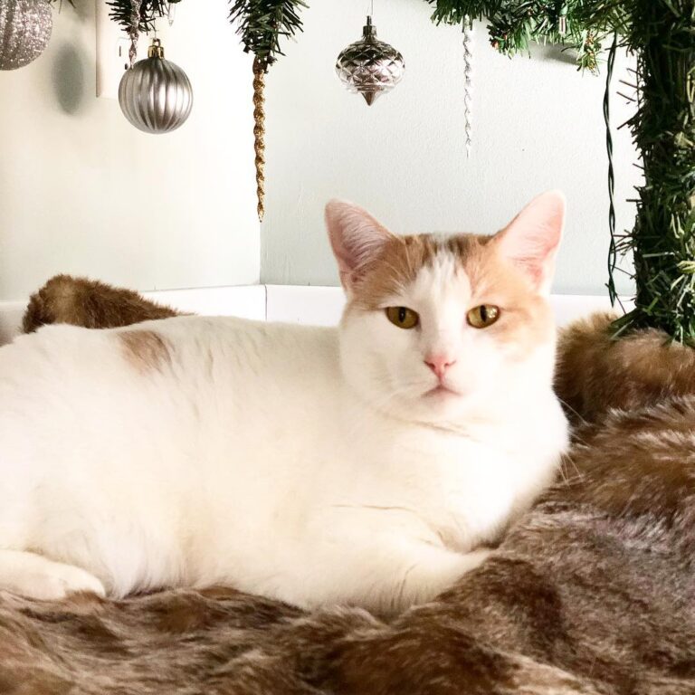 V enjoying the tree, while it is still up!