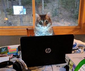 FunnyCatSite