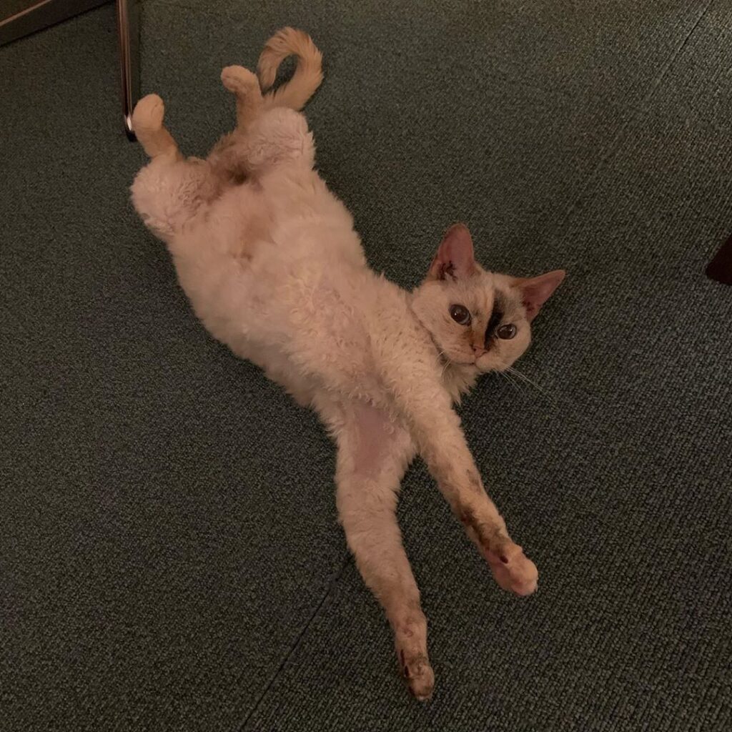 Weird cat
