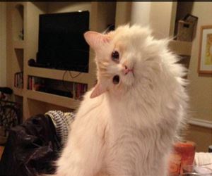 FunnyCatSite