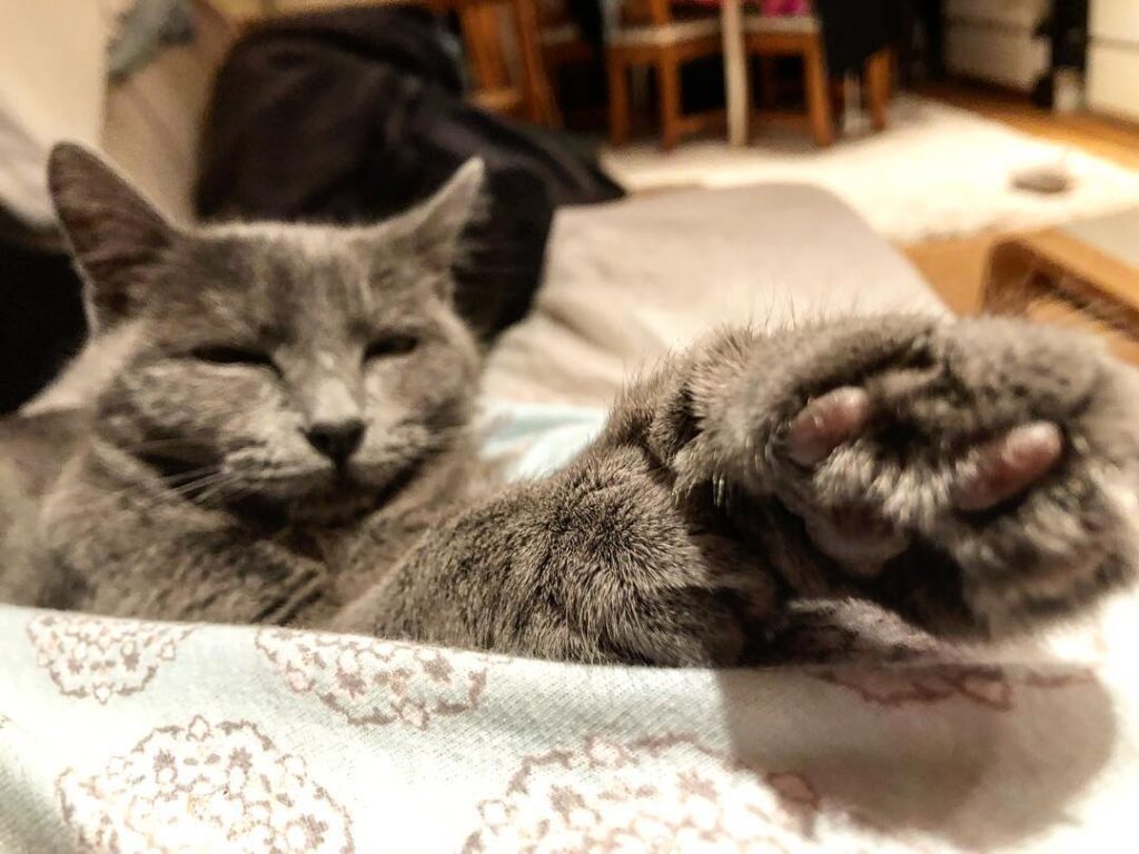 Yaassh Classy Princess catsdaily