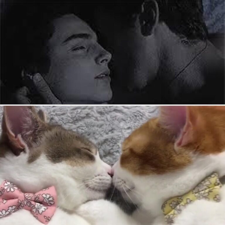 Cat version!!! This is too precious ée éechalamet éechalametedit #