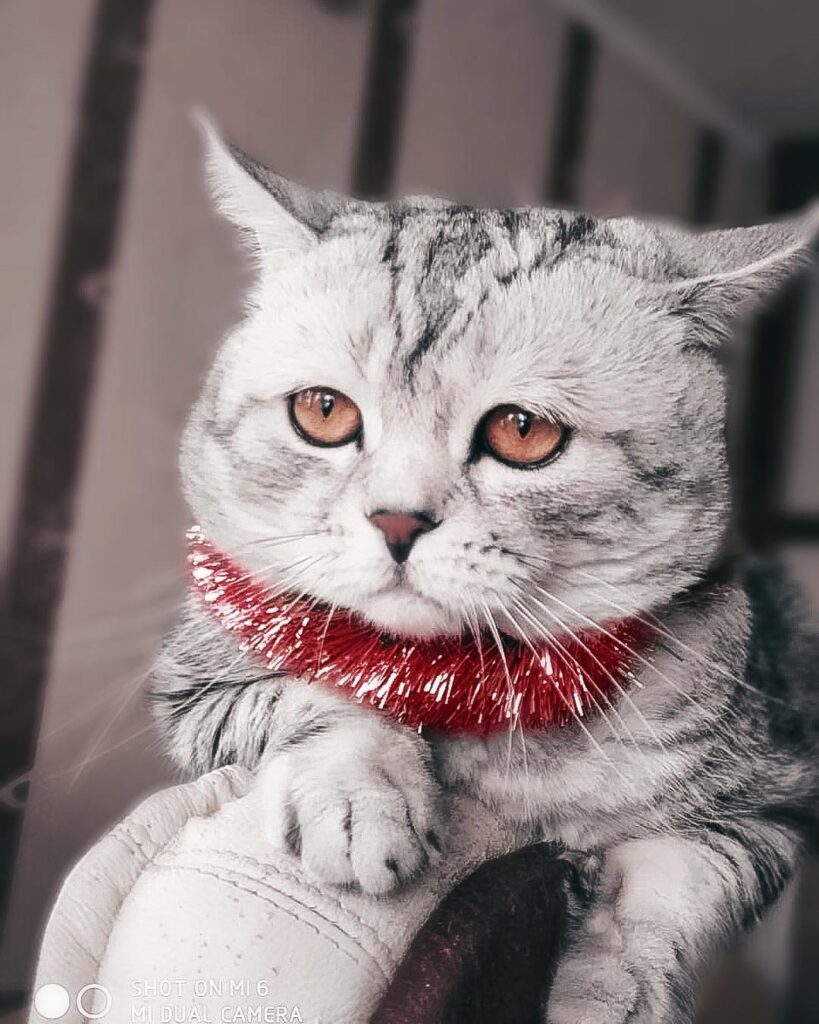 Cat #