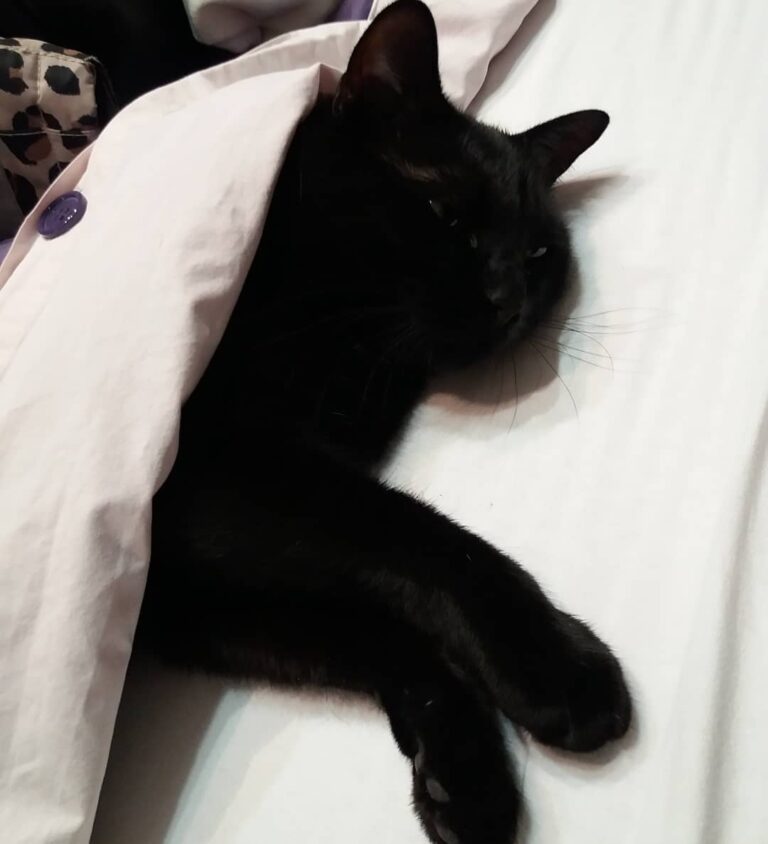 Āo #قط #猫 čka #кошка