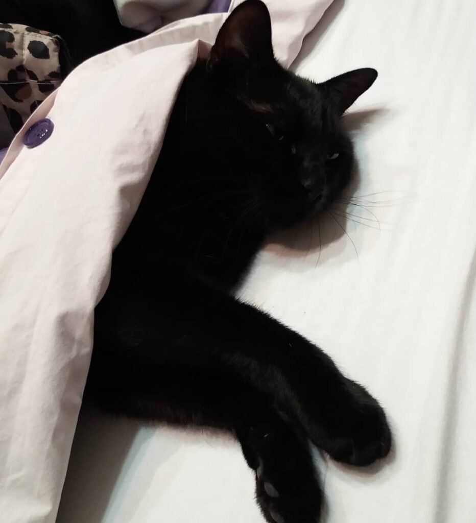Āo #قط #猫 čka #кошка