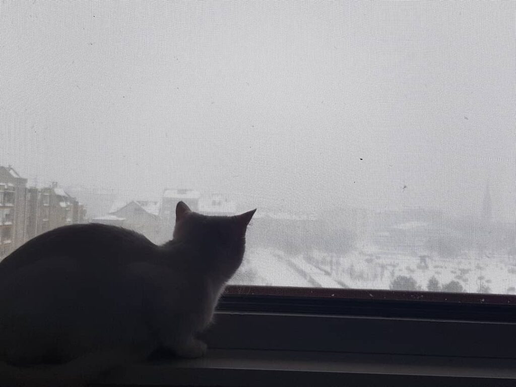 Cute Cat Moment