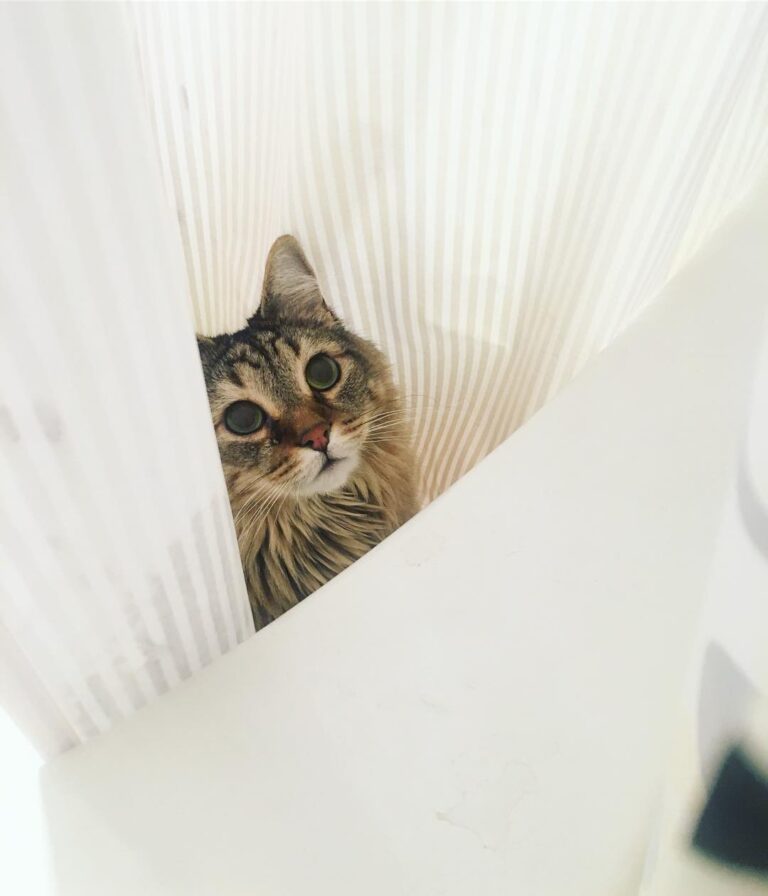 Tip: hide between the shower curtain and shower liner for maximum