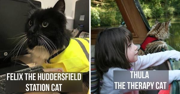 These 8 Job Titles Are Real Jobs That Are Held By Cats