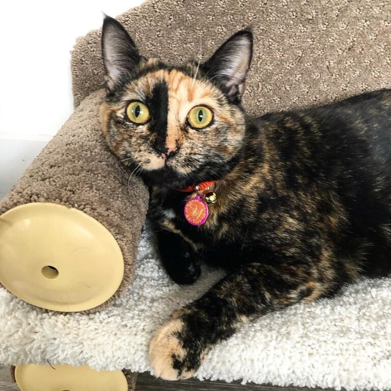 My scratcher couch
