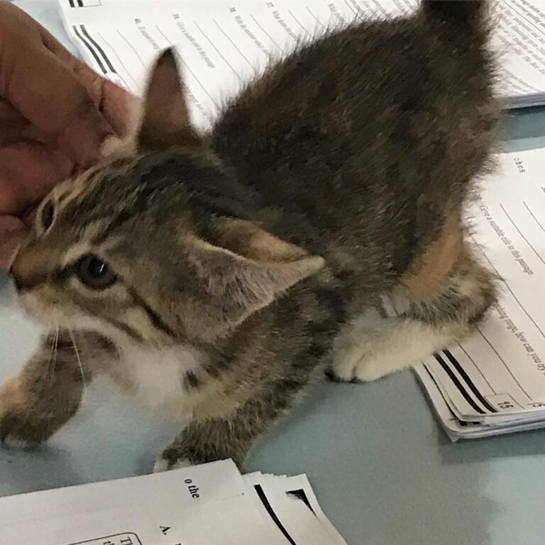 To my first day home.I was so small