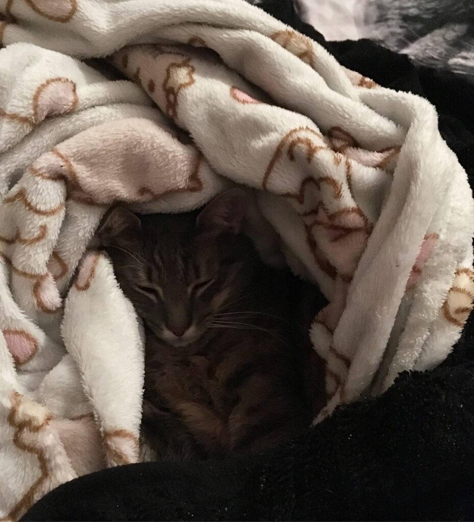 Cute Cat Moment