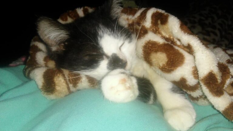 My cute breatio kitty