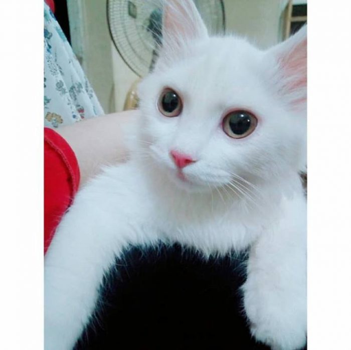 What do you think about my lovely