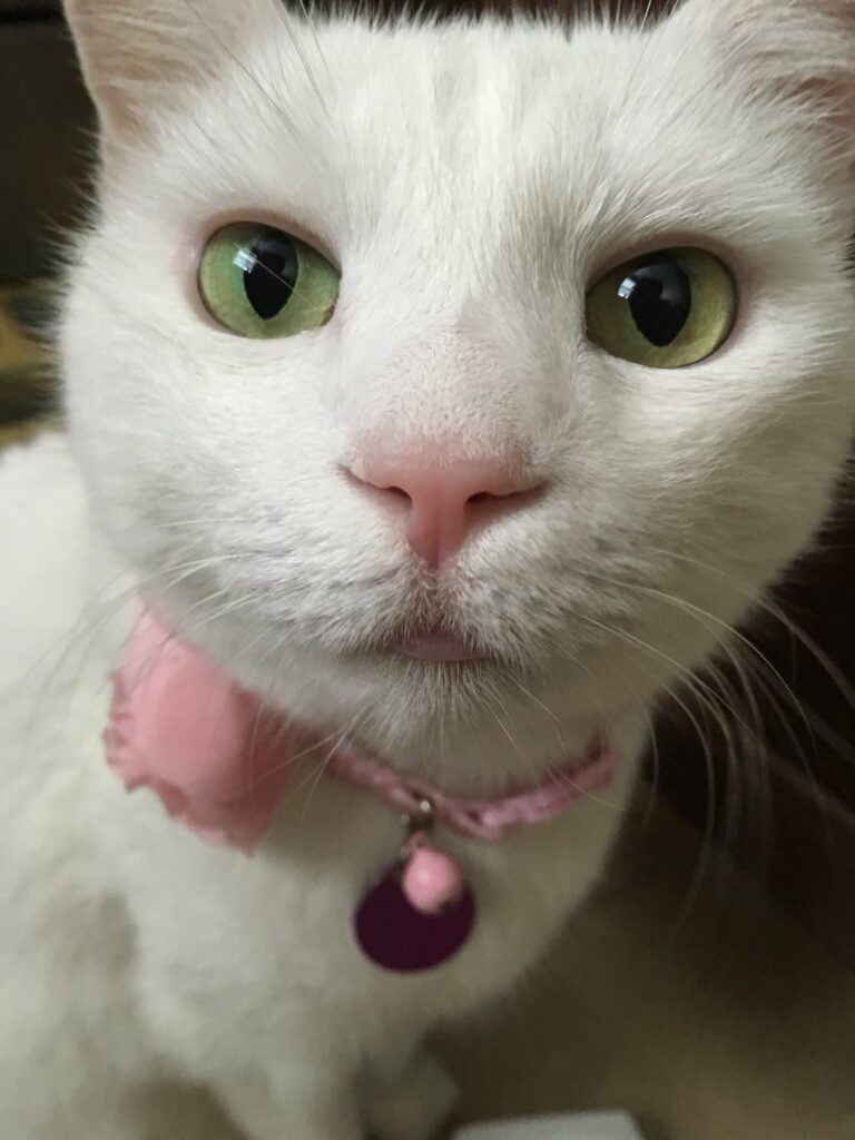 I am a new member and this is my "kao manee turns wrong" Pinkolicious aka Snow B