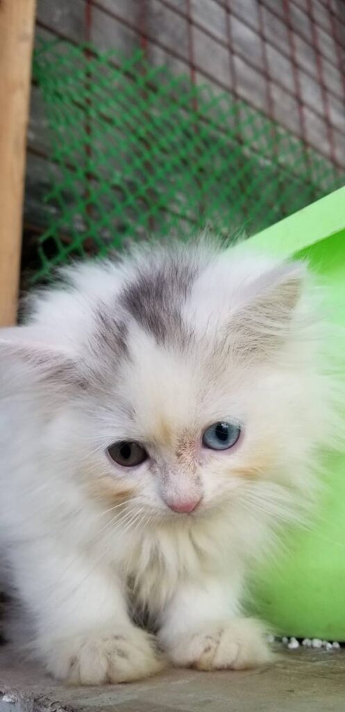 hello  meet odd eye