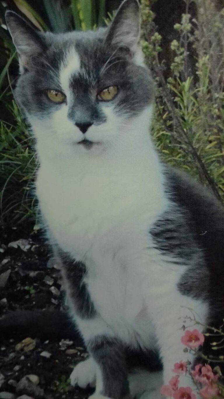 Casper he died  last year age 19 it was heart breaking