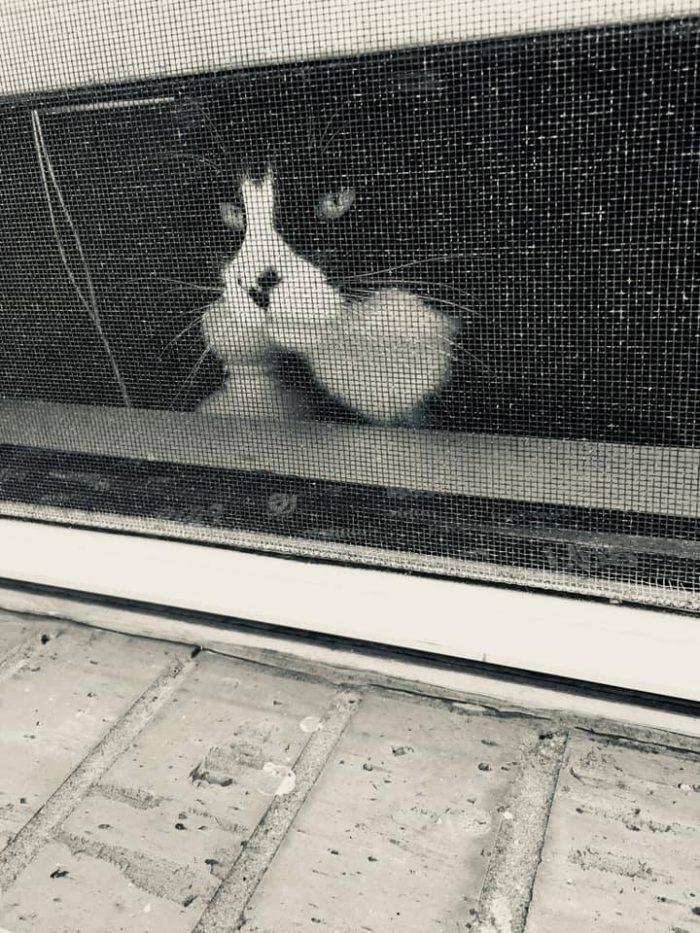He dreams of the outdoors from behind the screen!