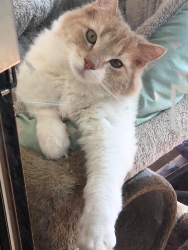Hello my friends this is ginger