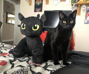 FunnyCatSite