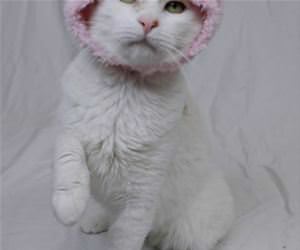 FunnyCatSite