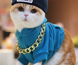 FunnyCatSite