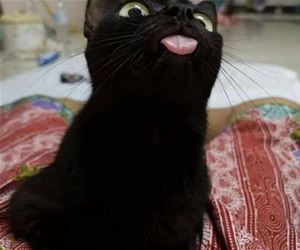 FunnyCatSite