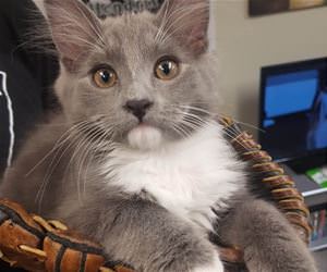 FunnyCatSite