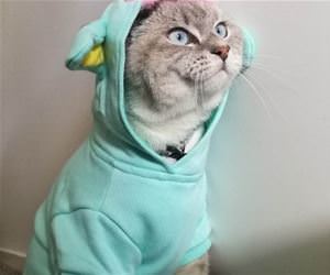 FunnyCatSite
