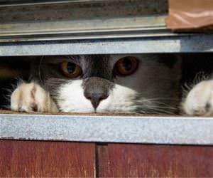FunnyCatSite
